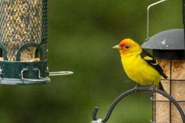 Male Western Tanager Perched on Bird Feeder clipart