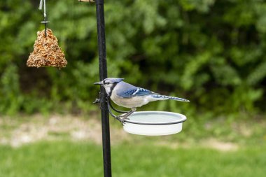 Blue Jay Su Kasesi Kuş Banyosu 'nda