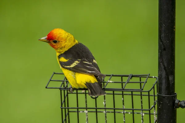 Masculin Western Tanager cocoțat pe Bird Feeder — Fotografie, imagine de stoc