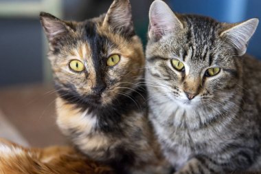 Kaplumbağa kabuğu ve Gri Tekir Kedicik Altın Gözler