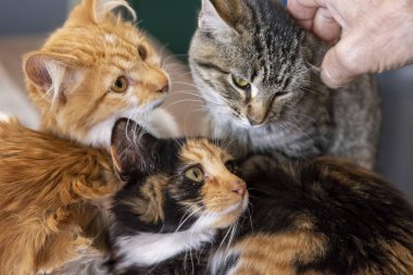 Kedi Yavruları Turuncu Turuncu Zencefilli Calico Kedileri