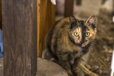 Kaplumbağa kabuğu Dişi Tortie Kedicik Ahır 'da Saklanıyor