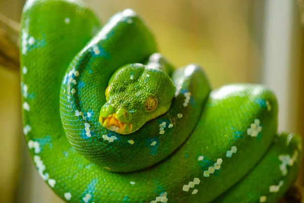 Árvore verde python — Fotografia de Stock