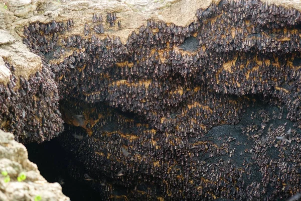 Fruit bats at Monfort bat cave