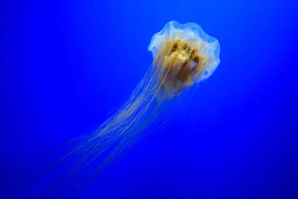 Medusas de melena de león —  Fotos de Stock