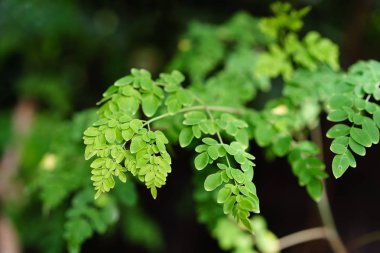 Malunggay or Moringa herb leaves clipart