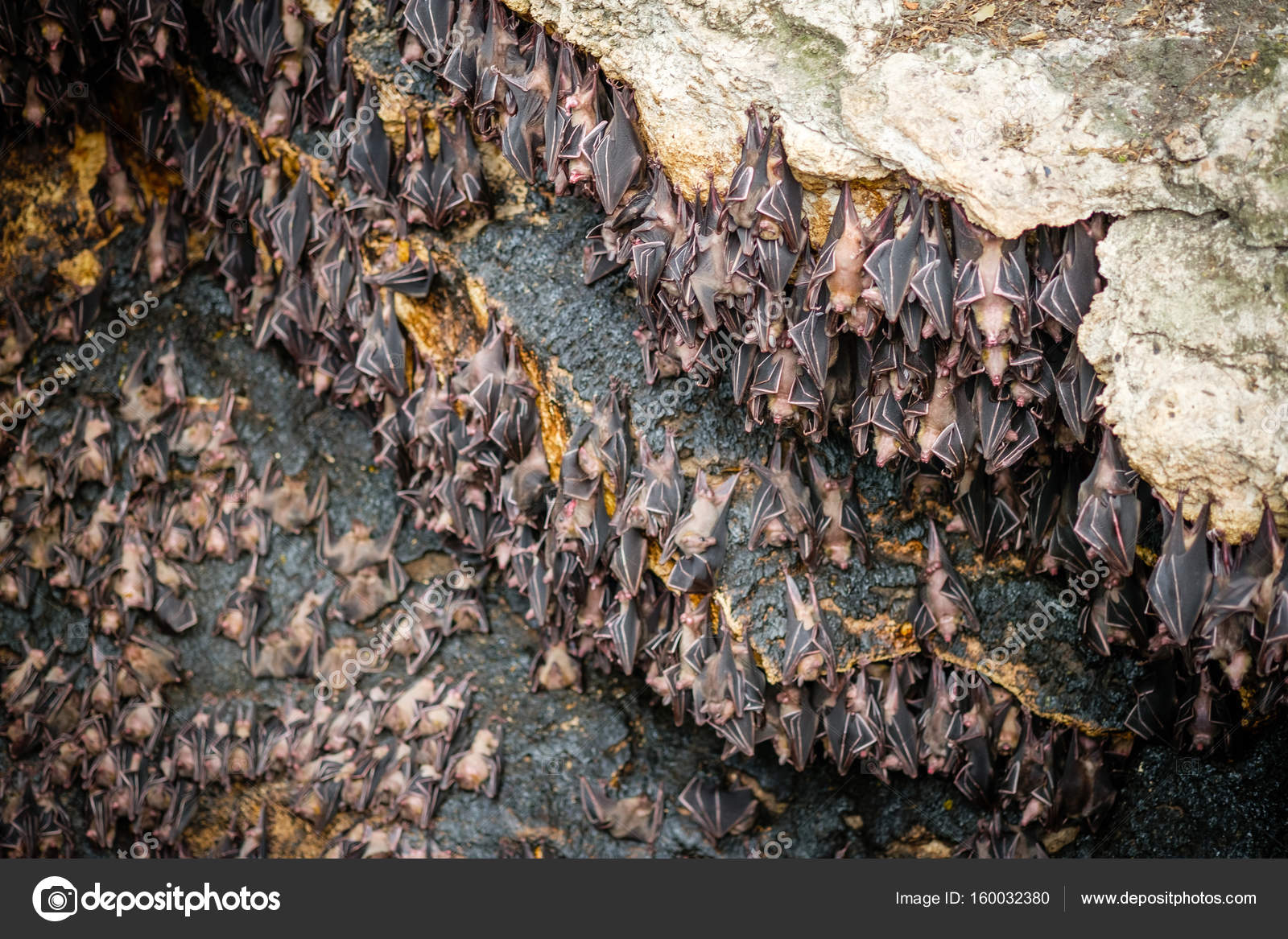 Battes de fruits colonie image libre de droit par hendraxu © 160032380