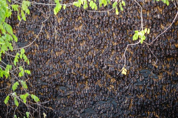 Meyve yarasa kolonisi