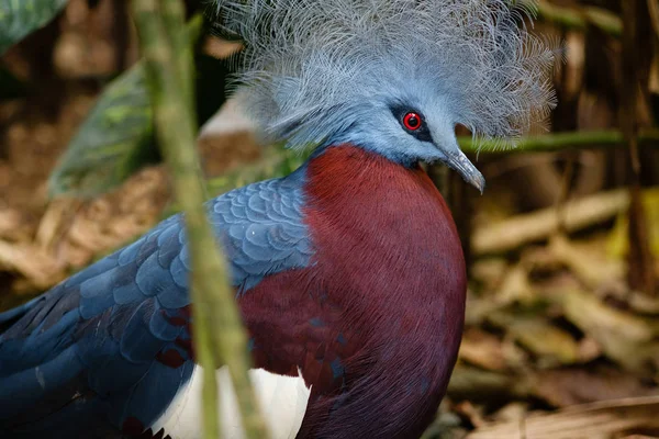 Pájaro faisán azul femenino — Foto de Stock