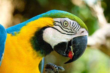 Mavi ve Altın makavı