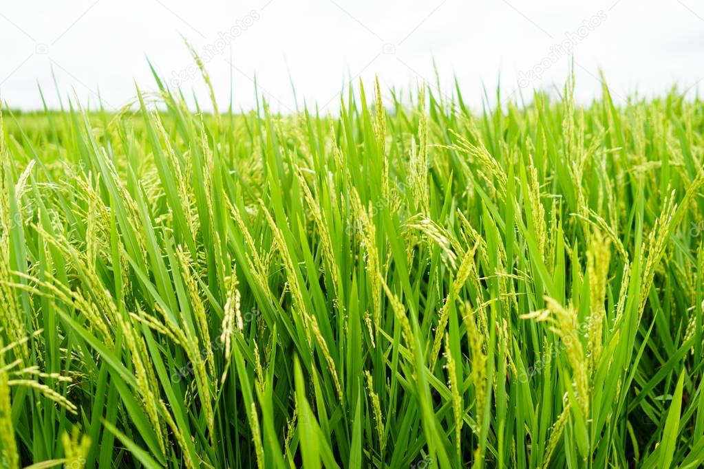 Beautiful green rice paddy plant