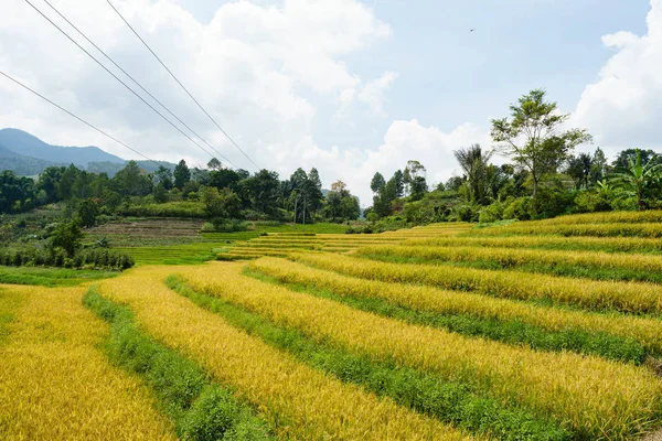 Bereit zur Ernte des Reisfeldes — Stockfoto