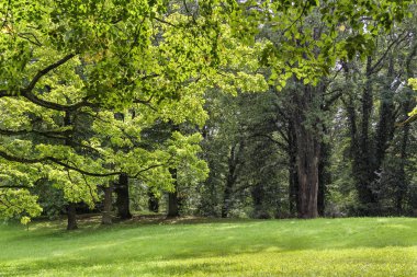 Ani yağmur düşüşü bir ormandaki Almanya
