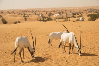Arap Çölü'nde beyaz Afrika antilobu