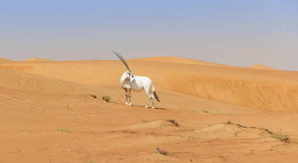 Orice bianco nel deserto arabo — Foto Stock