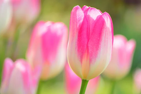 Febre tulipa rosa — Fotografia de Stock