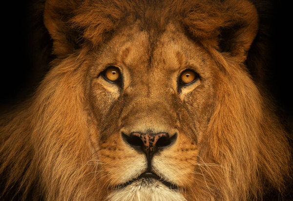 Portrait lion. King animal from Africa.