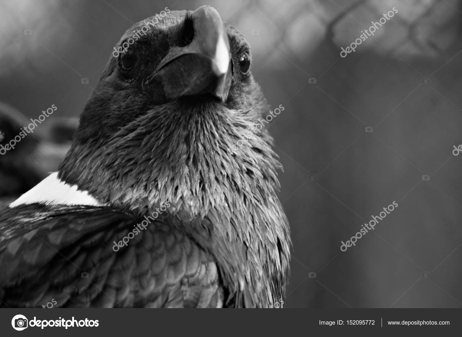 Corbeau à Cou Blanc Le Noir Chanter Oiseau Photographie