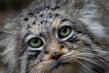  Pallas kedisi, vahşi kedi