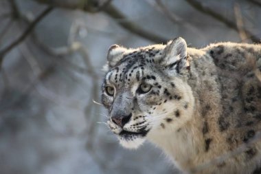 Snow leopard, ounce, panthera, irbis clipart