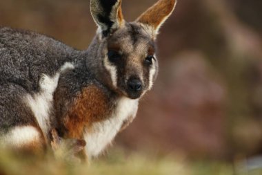 Sarı ayaklı rock-kanguru, Kanguru