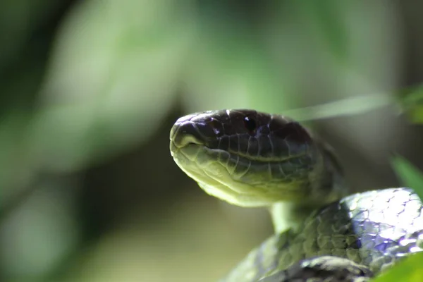 얼굴 잔디 뱀, 파충류, Serpentes — 스톡 사진