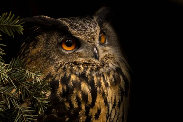 Eurasian eagle-owl — Stock Photo, Image