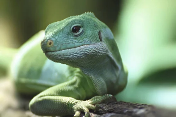 Fiji iguana, sürüngen