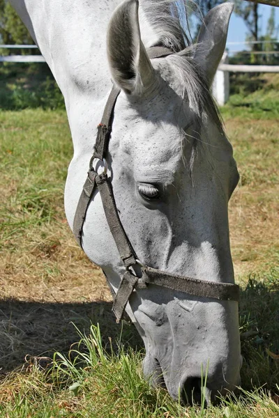 Kladruber 馬 (Oldkladruby 馬) — ストック写真