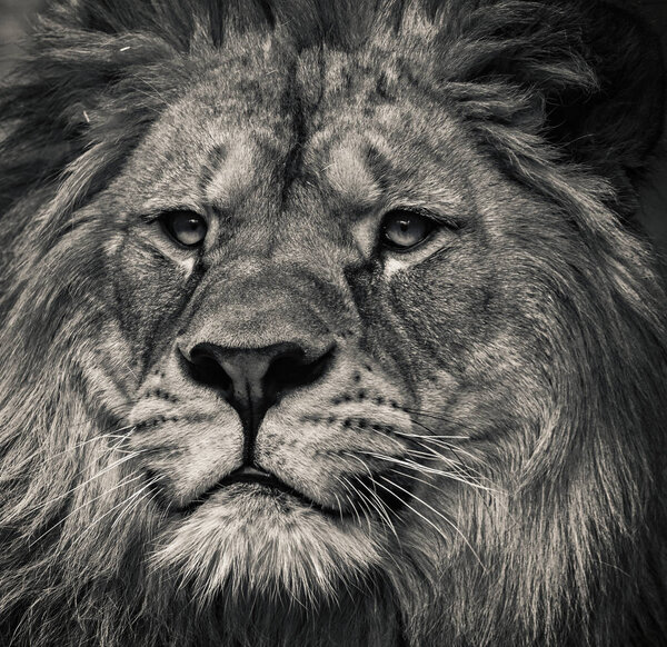 Lion black and white. King of beasts in wild nature.