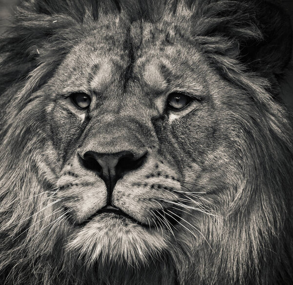 Lion black and white