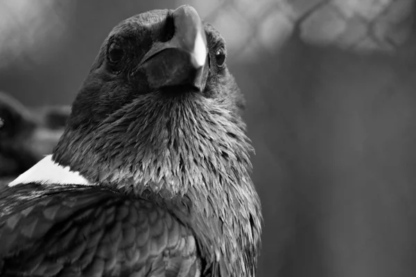 Vit-necked raven, svart sjunga fågel — Stockfoto