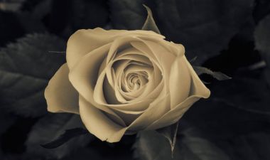 Gül çiçeği olduğunu