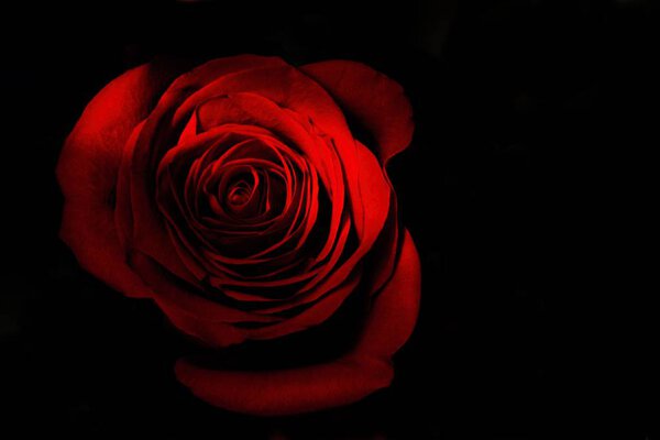 AImage red rose on a black background.