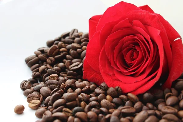 Czerwona róża na kawę — Zdjęcie stockowe