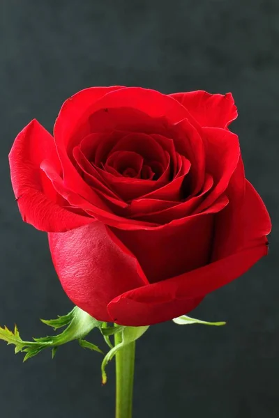 Szép a vörös rózsa — Stock Fotó