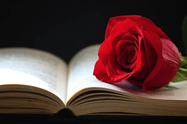 Róża i książki — Zdjęcie stockowe