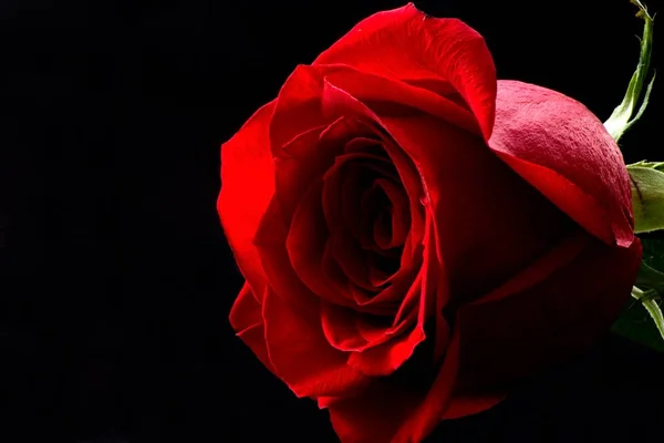 Bloom kırmızı gül