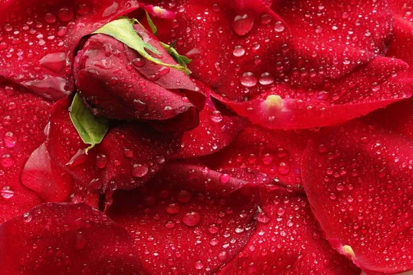 Rosas e gotas de água — Fotografia de Stock
