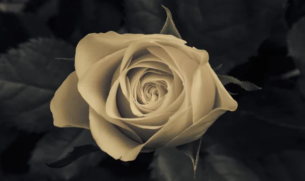 Gül çiçeği olduğunu