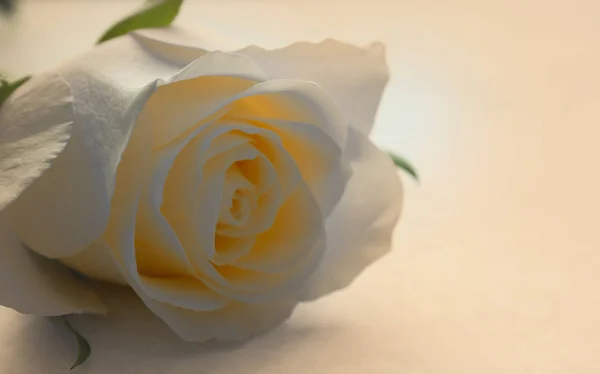 Rosa branca flor em flor . — Fotografia de Stock