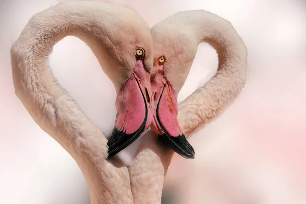 Belos flamingos em forma de coração — Fotografia de Stock