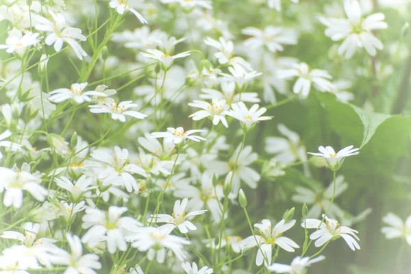Textur vita små blommor — Stockfoto