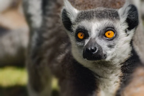 Cara lemur catta, mono popular de madagascar — Foto de Stock