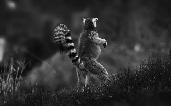 Ring-Tailed lemur, maymun lemur catta poz — Stok fotoğraf