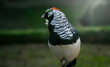 Erkek Bayan Amherst'ın sülün (Chrysolophus amherstiae)