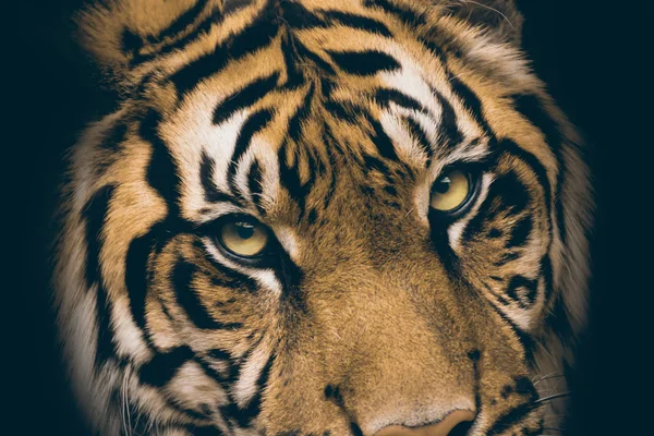 Vista do tigre — Fotografia de Stock