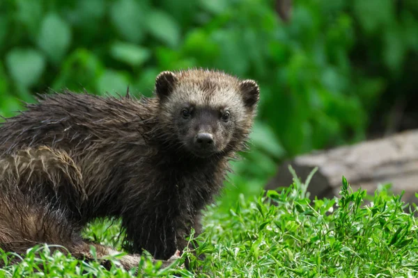 Wolverine (obur, carcajou, kokarca ayı, Gula gula)
