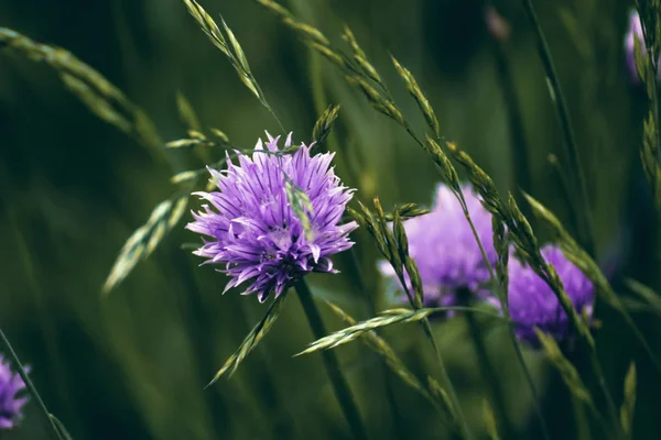 Blomma gräslök med gräs — Stockfoto