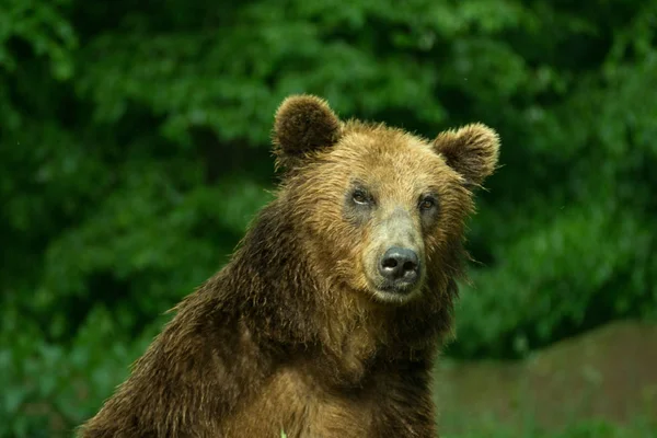 Bruin grizzly close-up — Stockfoto